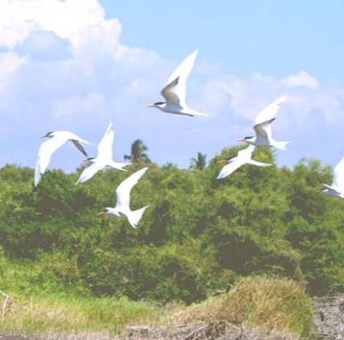 粉象生活领券已达上限