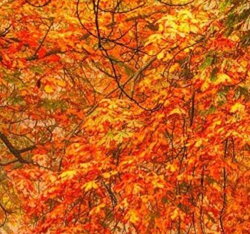 粉象生活的用户多吗