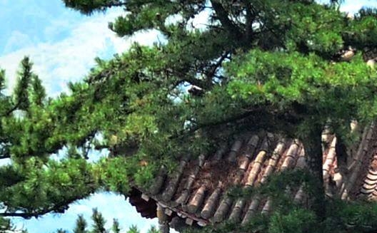 粉象果园App下载