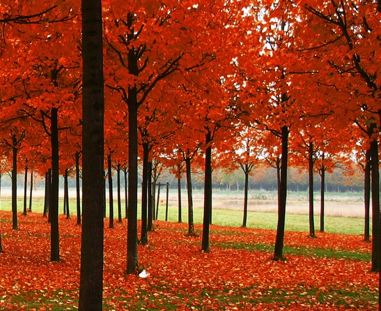 如何用粉象生活