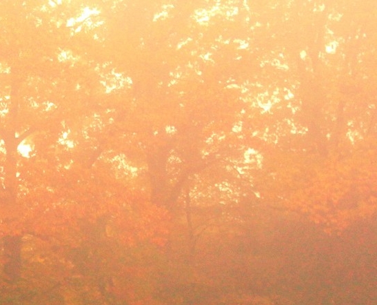 粉象生活怎么赚钱的