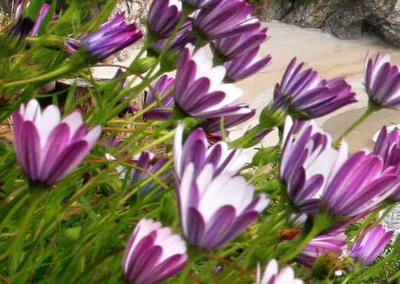 粉象生活能赚到钱吗