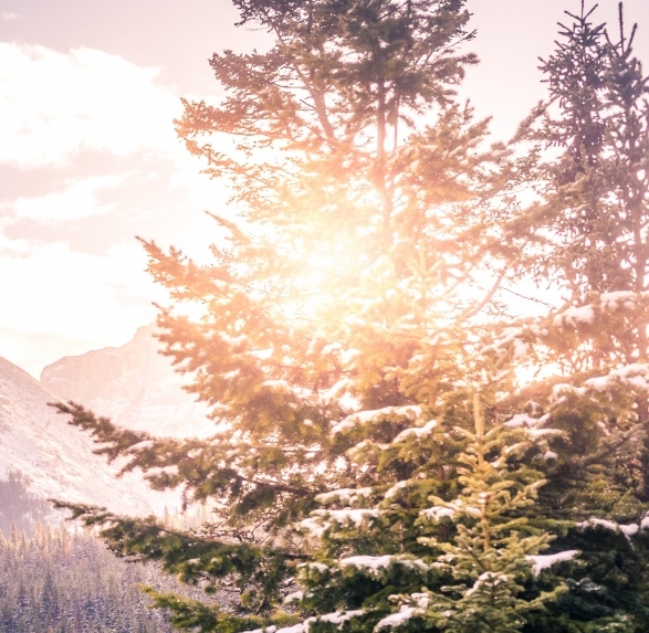 深粉象啤酒为什么劲大