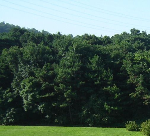 粉象生活头像图片