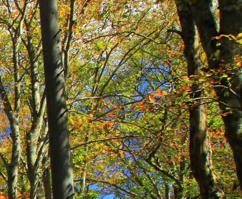阳江粉象生活没有天天零元购怎么回事