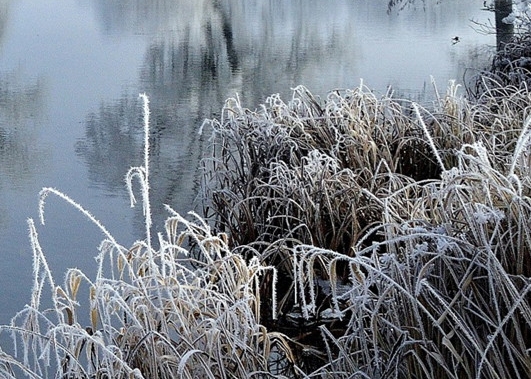 亳州粉象生活软件申请注册