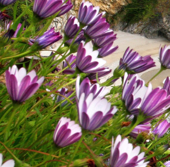 粉象生活会员怎么打造