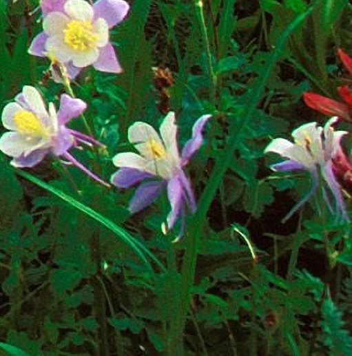 淘宝怎么解除粉象生活授权