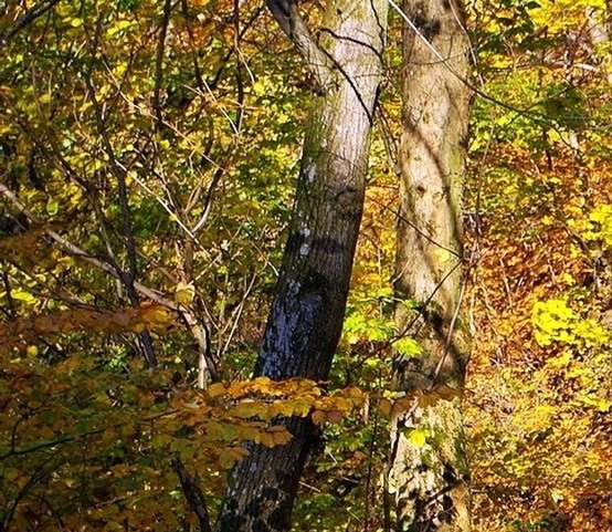 粉象生活有没有官网