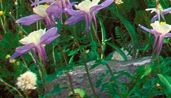 莆田粉象生活官网