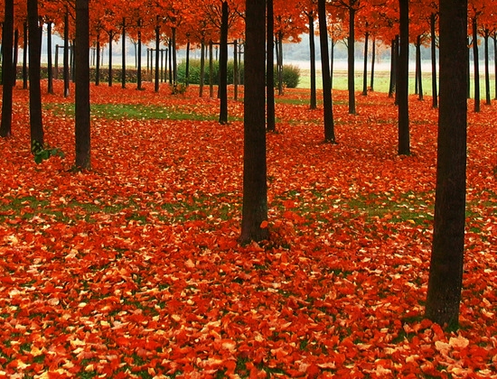 粉象生活怎么提现收费