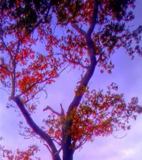 广东粉象生活能拿几代佣金