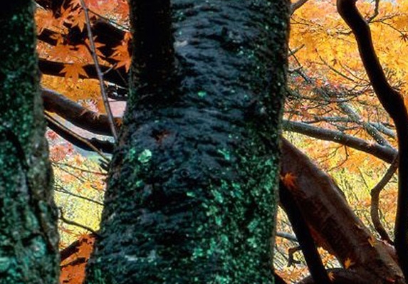 粉象生活赚钱教程