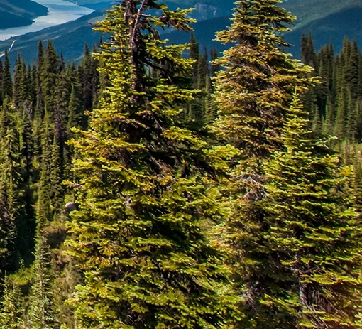 粉象生活免费试用在哪里