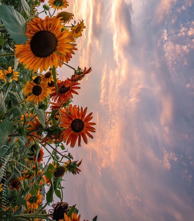 粉象生活怎么领取福卡