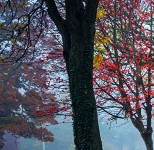 淘宝分期粉象没有佣金