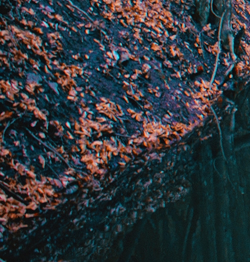 粉象生活挣钱不