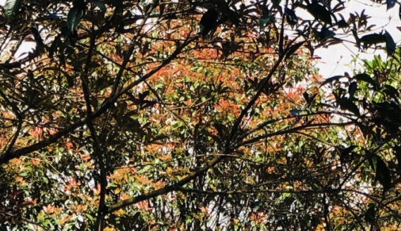 沧州粉象生活vip