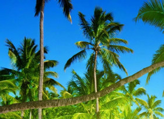 粉象生活还能走多久