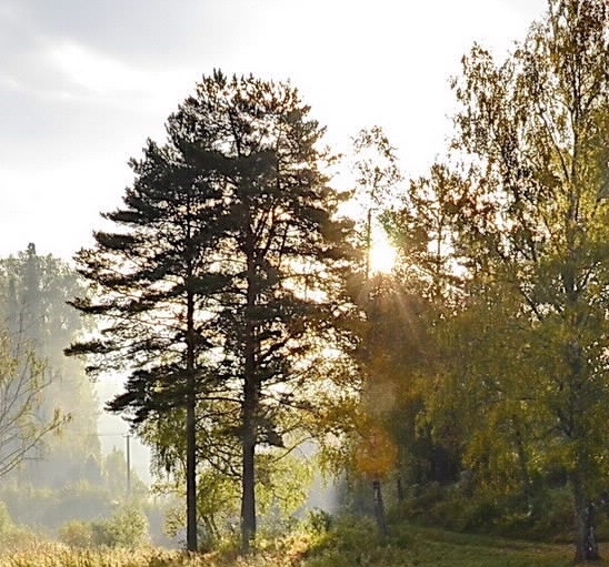 粉象生活淘宝客有什么用