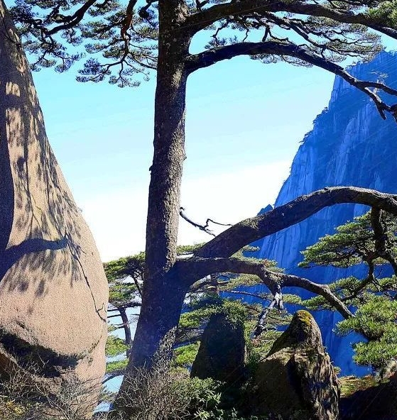 粉象生活的股东