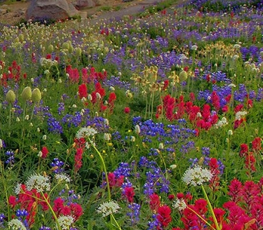 比利时樱桃啤酒粉象的介绍