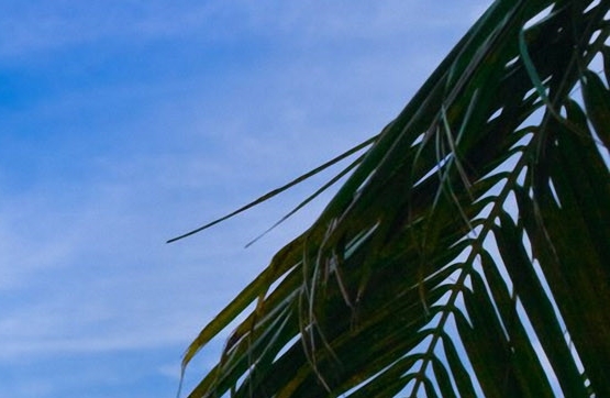 粉象生活下载app