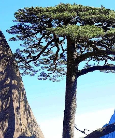 粉象生活推广手段