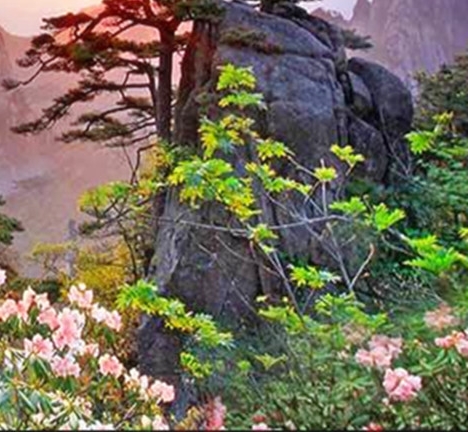 樱桃粉象啤酒介绍