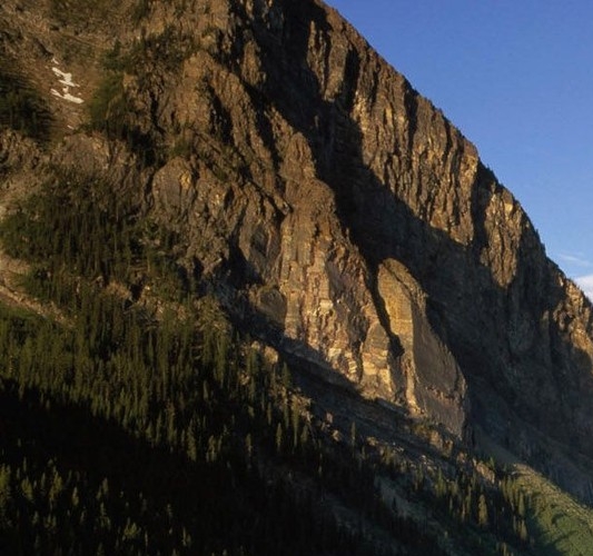 粉象生活在哪里买