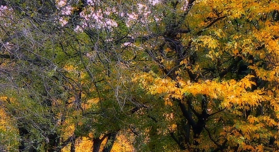 粉象生活怎么借钱