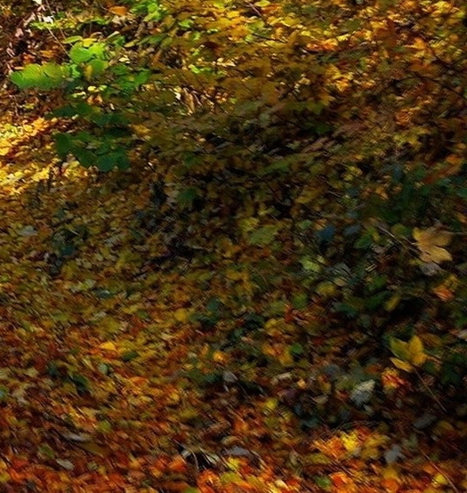 粉象生活怎么推广