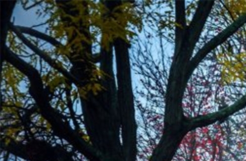 粉象生活收听技巧