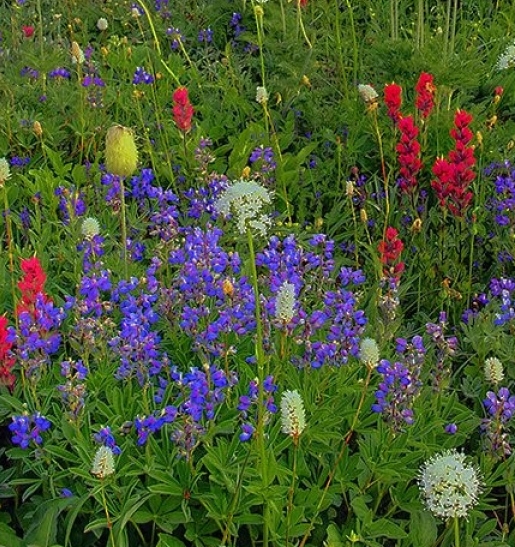 粉象生活下载app