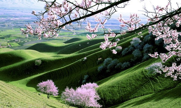 粉象生活模式图