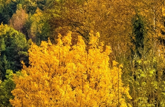 山东高端粉象生活网站