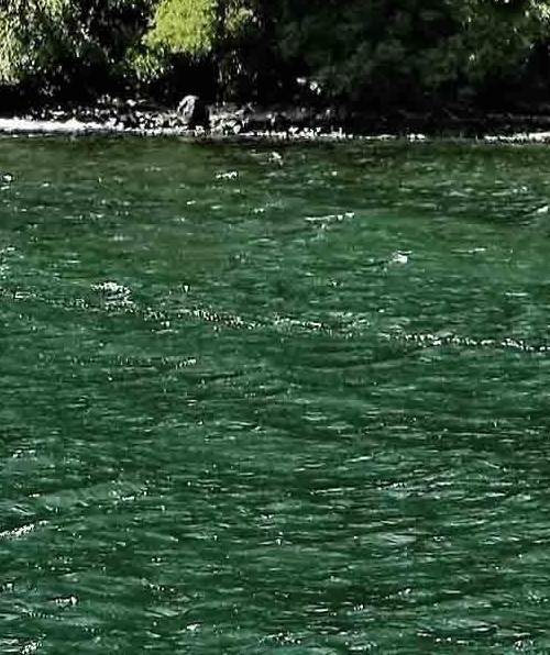 粉象生活邀请码