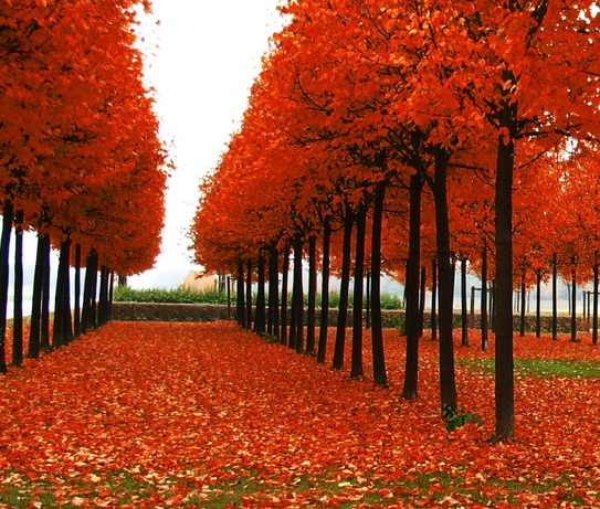 粉象生活怎么发链接给好友