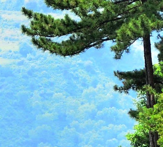 粉象生活是干什么的