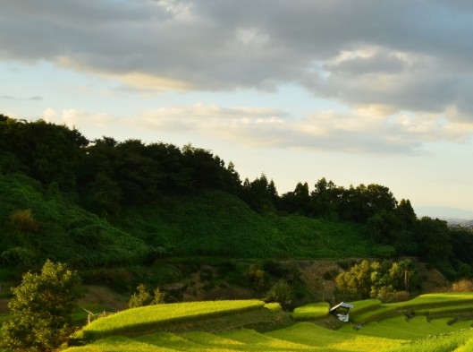 粉象生活是什么