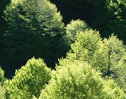 江门粉象生活可信吗