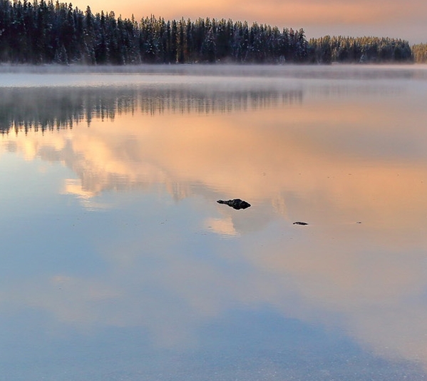 粉象哪个口味好喝