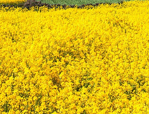 湖北正规粉象生活软件