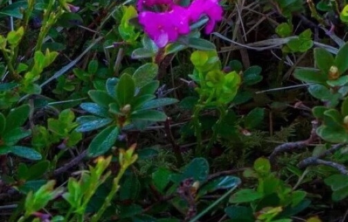 潮州粉象生活如何使用