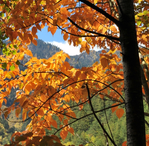 怎么发展粉象生活