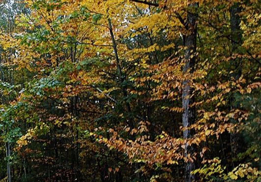 粉象生活苹果下载