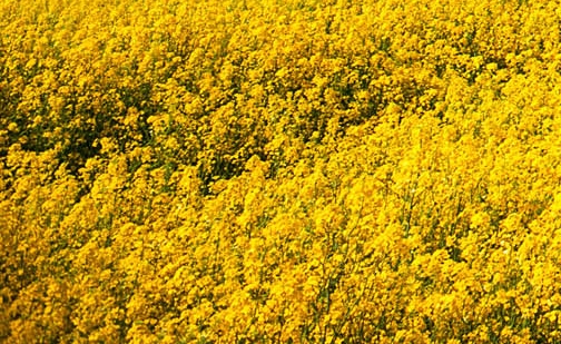 如何获得粉象生活邀请