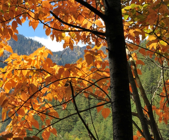 粉象生活信用卡单位名称