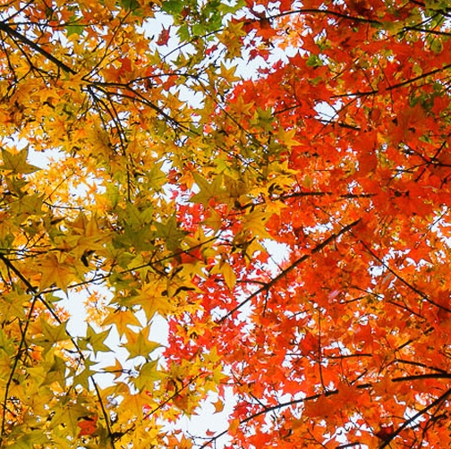 粉象生活彩铃可以退吗