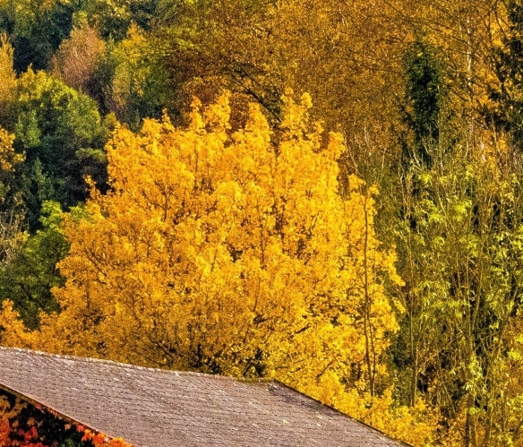 粉象生活怎样推广